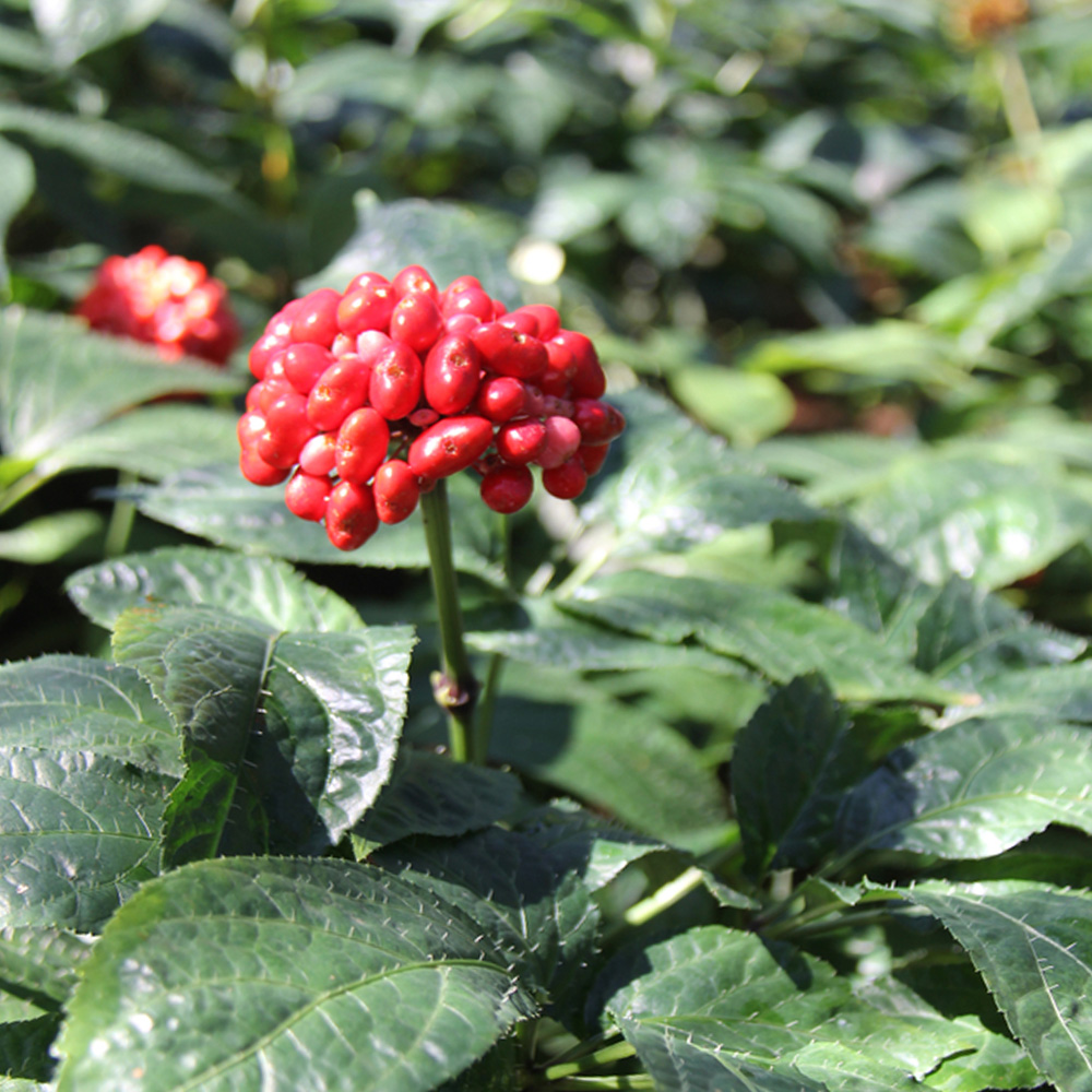 文山之干丨文山州以三七為主的生物醫(yī)藥產(chǎn)業(yè)實現(xiàn)開門紅